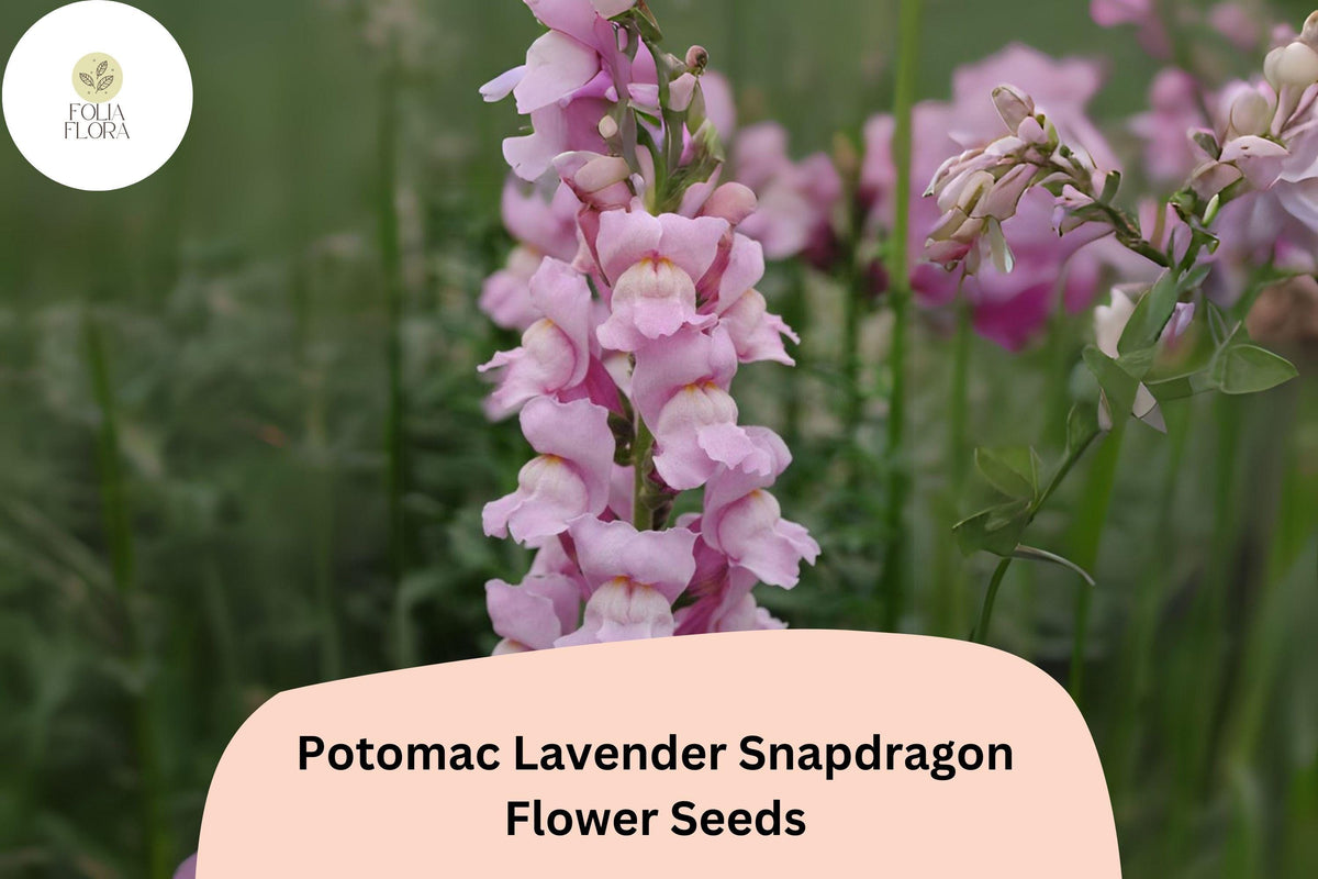 1000 Potomac Lavender Snapdragon Seeds - Antirrhinum majus for Garden & Cut Flowers