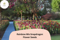 1000 Snapdragon Seeds Rainbow Mix – Antirrhinum majus Multicolor Garden & Cut Flowers