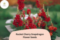 1000 Rocket Cherry Snapdragon Seeds - Antirrhinum majus for Garden & Cut Flowers