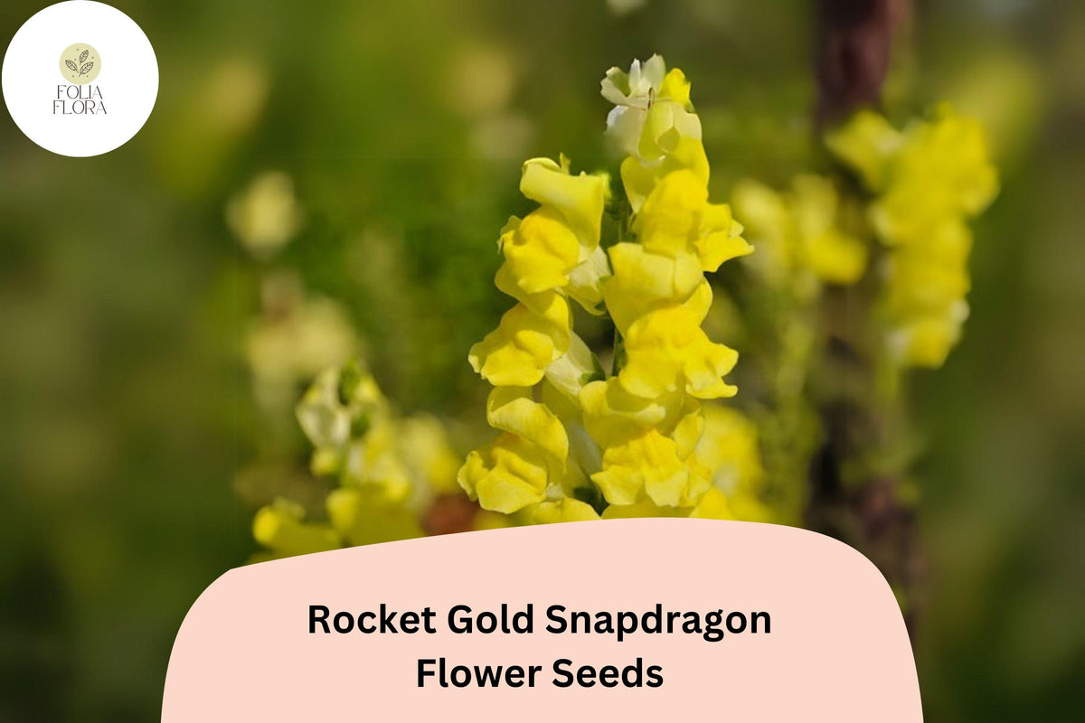 1000 Snapdragon Rocket Gold Seeds - Antirrhinum majus Golden-Yellow Flowers