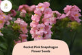 1000 Rocket Pink Snapdragon Seeds - Antirrhinum majus for Garden & Cut Flowers