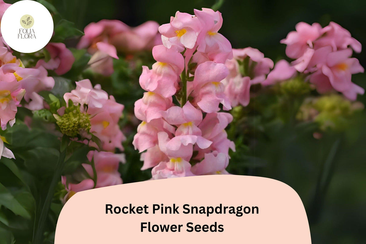1000 Rocket Pink Snapdragon Seeds - Antirrhinum majus for Garden & Cut Flowers