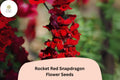 1000 Rocket Red Snapdragon Seeds - Antirrhinum majus for Garden & Cut Flowers
