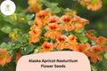 50 Alaska Apricot Nasturtium Seeds – Variegated Foliage, Edible Peach Blooms