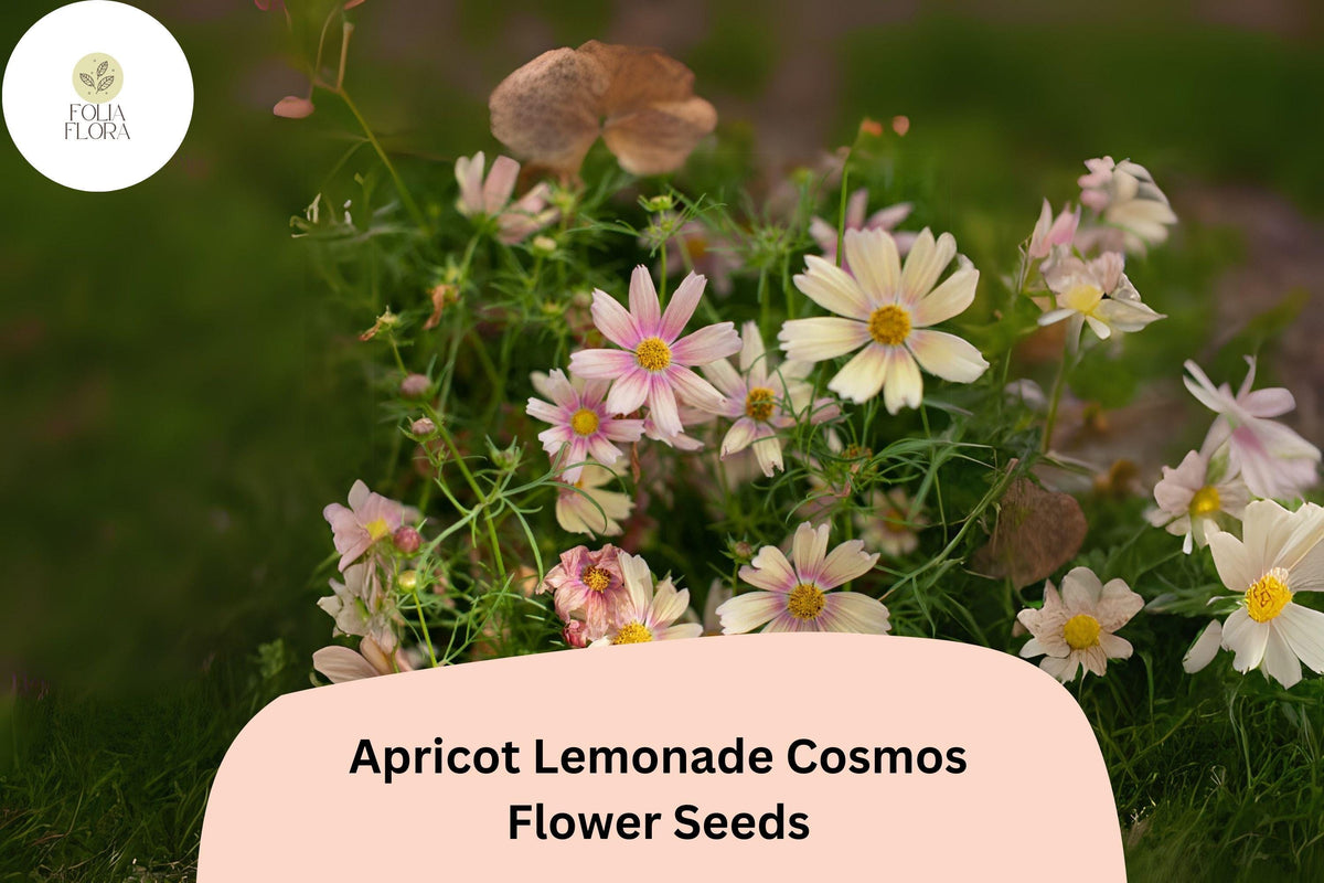 200 Cosmos bipinnatus Apricot Lemonade Seeds for Garden & Cut Flowers