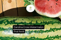 50 Carolina Cross Watermelon Seeds - Giant Sweet Citrullus lanatus Up to 200 lbs