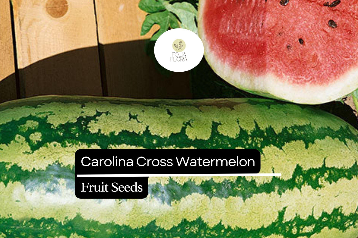50 Carolina Cross Watermelon Seeds - Giant Sweet Citrullus lanatus Up to 200 lbs