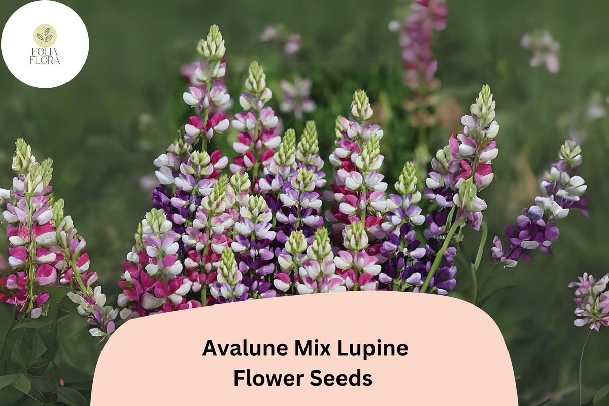 25 Avalune Mix Lupine Seeds – Bicolor Wildflower for Pollinator Gardens
