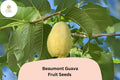 50 Beaumont Guava Seeds – Psidium guajava Tropical Fruit Tree for Garden
