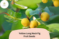 100 Yellow Long Neck Fig Seeds – Ficus carica Sweet Large Figs