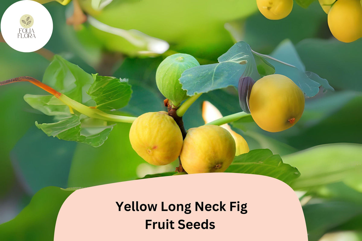 100 Yellow Long Neck Fig Seeds – Ficus carica Sweet Large Figs