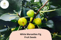 100 White Marseilles Fig Seeds - Ficus carica Heirloom Sweet Fig Tree