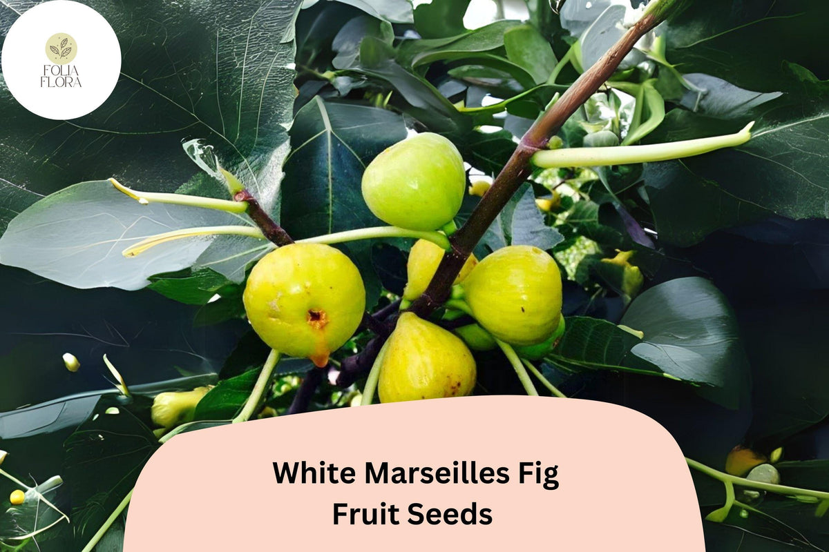 100 White Marseilles Fig Seeds - Ficus carica Heirloom Sweet Fig Tree