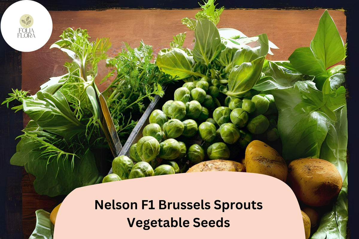Nelson F1 Brussels Sprouts Seeds – 500 High-Yield Hybrid Seeds for Garden Growing