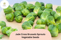 Jade Cross Brussels Sprouts Seeds – Compact, High-Yield & Cold-Hardy Variety (500 Seeds)