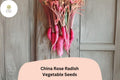 China Rose Radish Seeds – 500 Heirloom Winter Radish Seeds for Planting