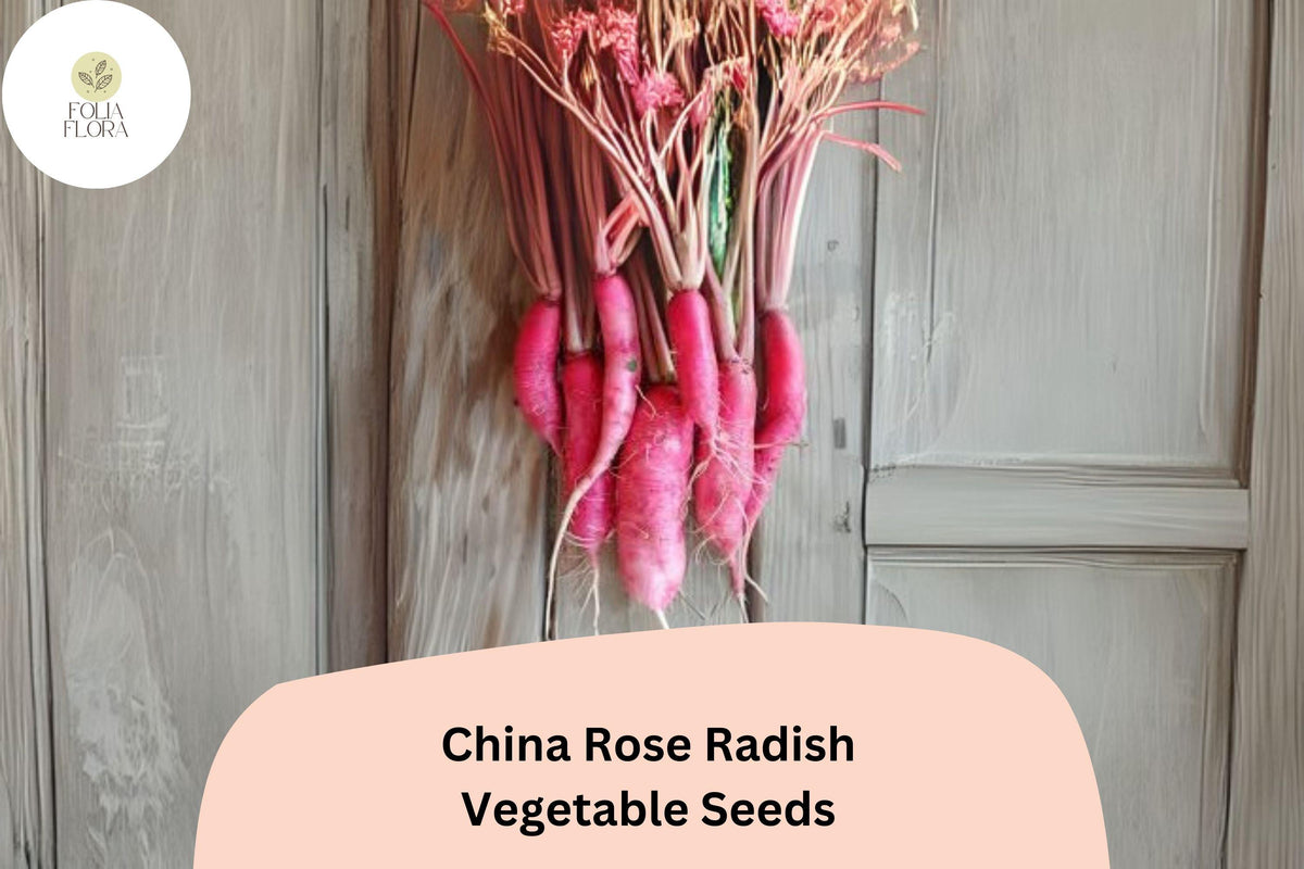 China Rose Radish Seeds – 500 Heirloom Winter Radish Seeds for Planting