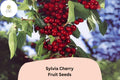10 Sylvia Cherry Seeds – Sweet Juicy Compact Cherry Tree for Home Gardens