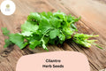 1000 Cilantro Seeds for Planting - Heirloom Coriander - Non-GMO Culinary Herb