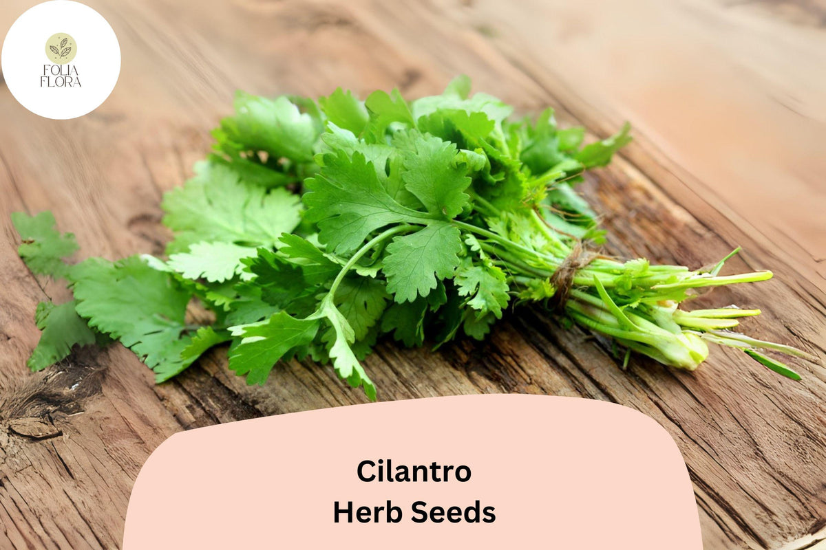 1000 Cilantro Seeds for Planting - Heirloom Coriander - Non-GMO Culinary Herb