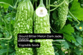 15 Heirloom Bitter Melon Seeds – Fast-Growing Green Gourd
