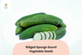 Ridged Sponge Gourd Seeds - Heirloom Luffa Trellis Vegetable (20 Seeds)