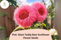 Pink Giant Teddy Bear Sunflower Seeds – Heirloom Fluffy Blooms (50 Seeds)