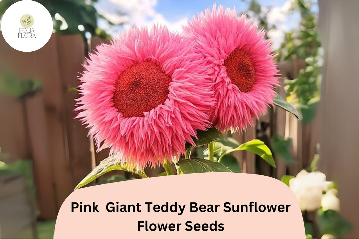 Pink Giant Teddy Bear Sunflower Seeds – Heirloom Fluffy Blooms (50 Seeds)