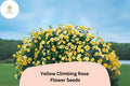 Yellow Climbing Rose Seeds – Fragrant Rare Fast Growing (20 Seeds)
