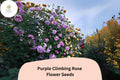 Purple Climbing Rose Seeds – Rare Fragrant Blooms (20 Seeds)