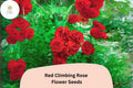 Red Climbing Rose Seeds - Fragrant Fast Growing Vine, 20 Seeds