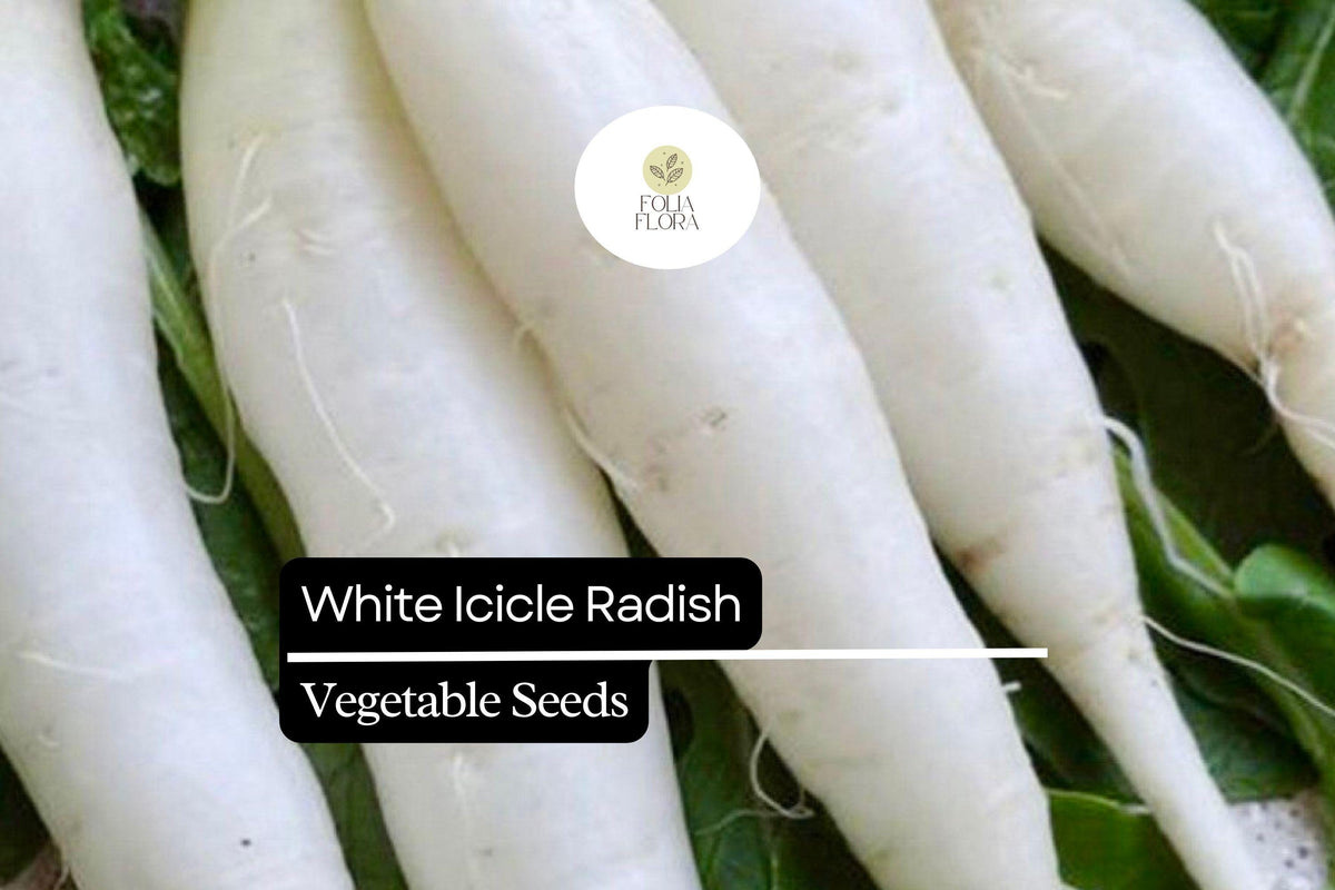 White Icicle Radish Seeds – 400 Heirloom Fast-Growing Mild Flavor Seeds
