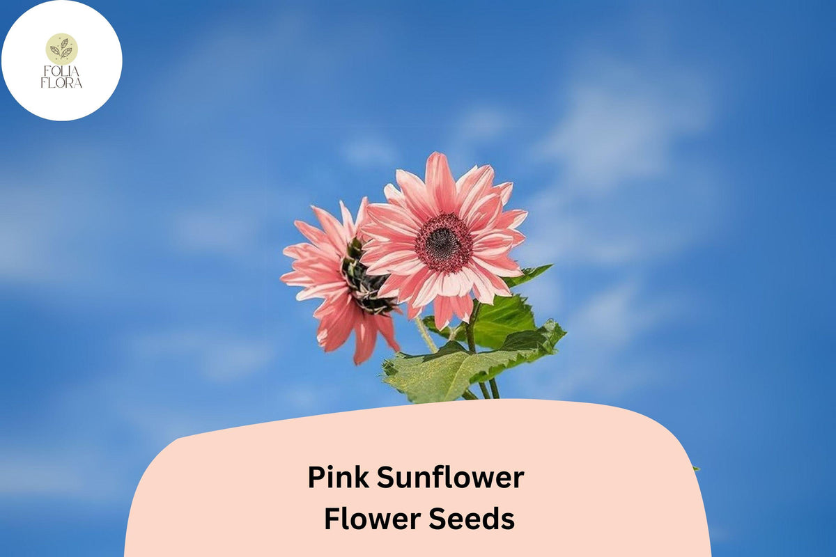 50 Pink Sunflower Seeds – Rare Rose Blooms, Non-GMO