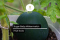 Sugar Baby Watermelon Seeds - 45 Non-GMO Seeds for Juicy Sweet Melons