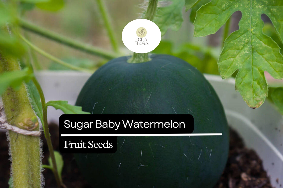 Sugar Baby Watermelon Seeds - 45 Non-GMO Seeds for Juicy Sweet Melons
