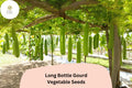 35 Long Bottle Gourd Seeds – Heirloom Vegetable for Trellis Gardens