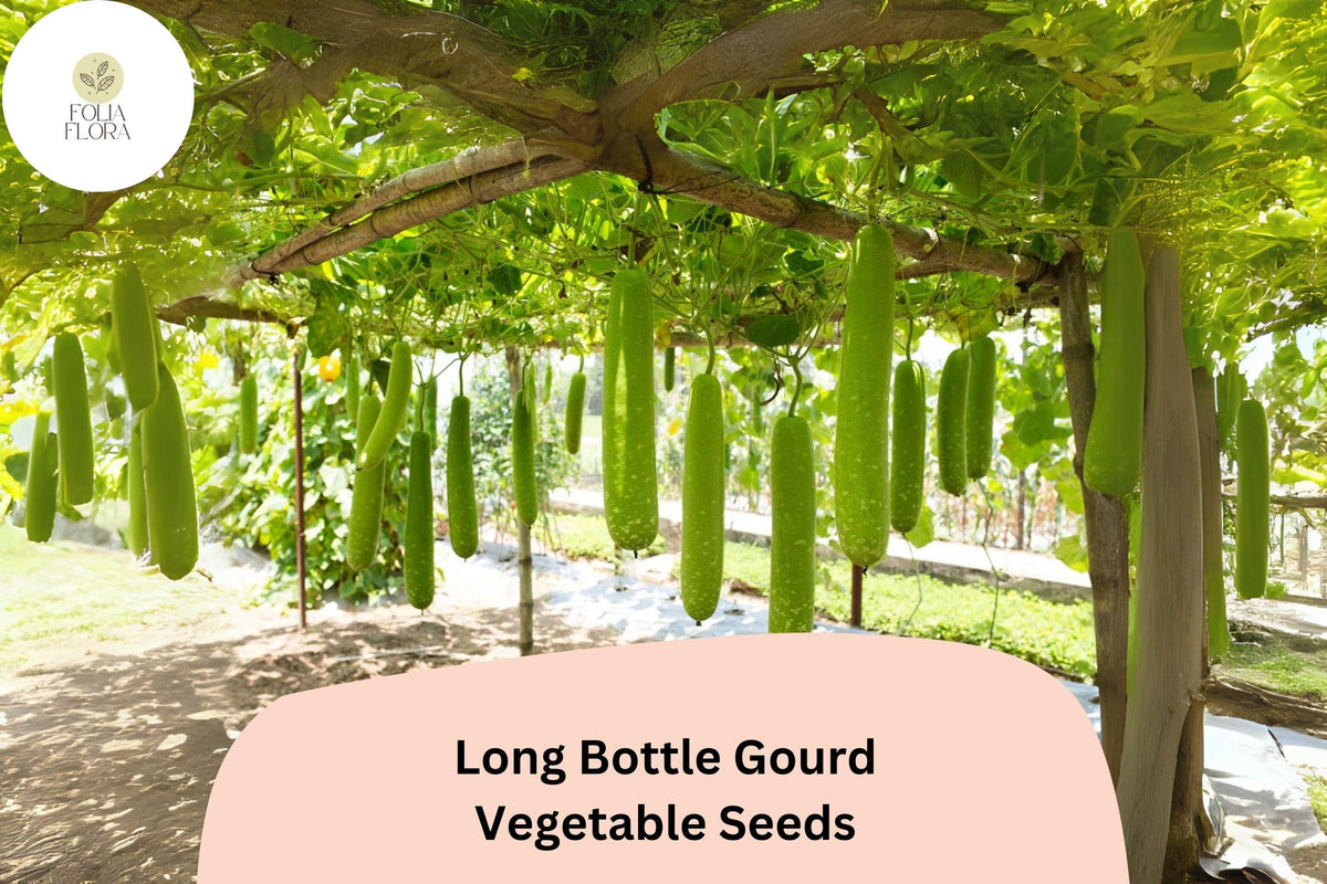 35 Long Bottle Gourd Seeds – Heirloom Vegetable for Trellis Gardens