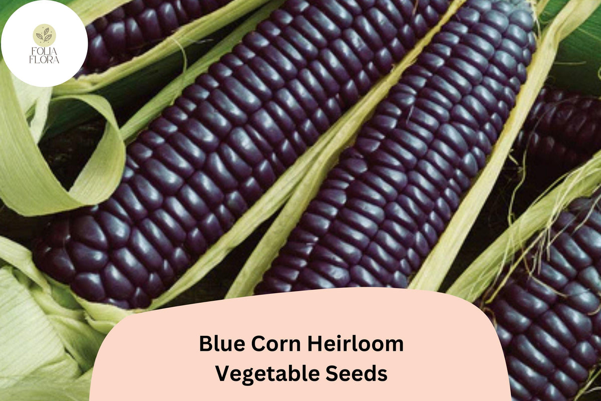 50 Blue Corn Heirloom Seeds – Rare Sweet Maize Variety for Planting