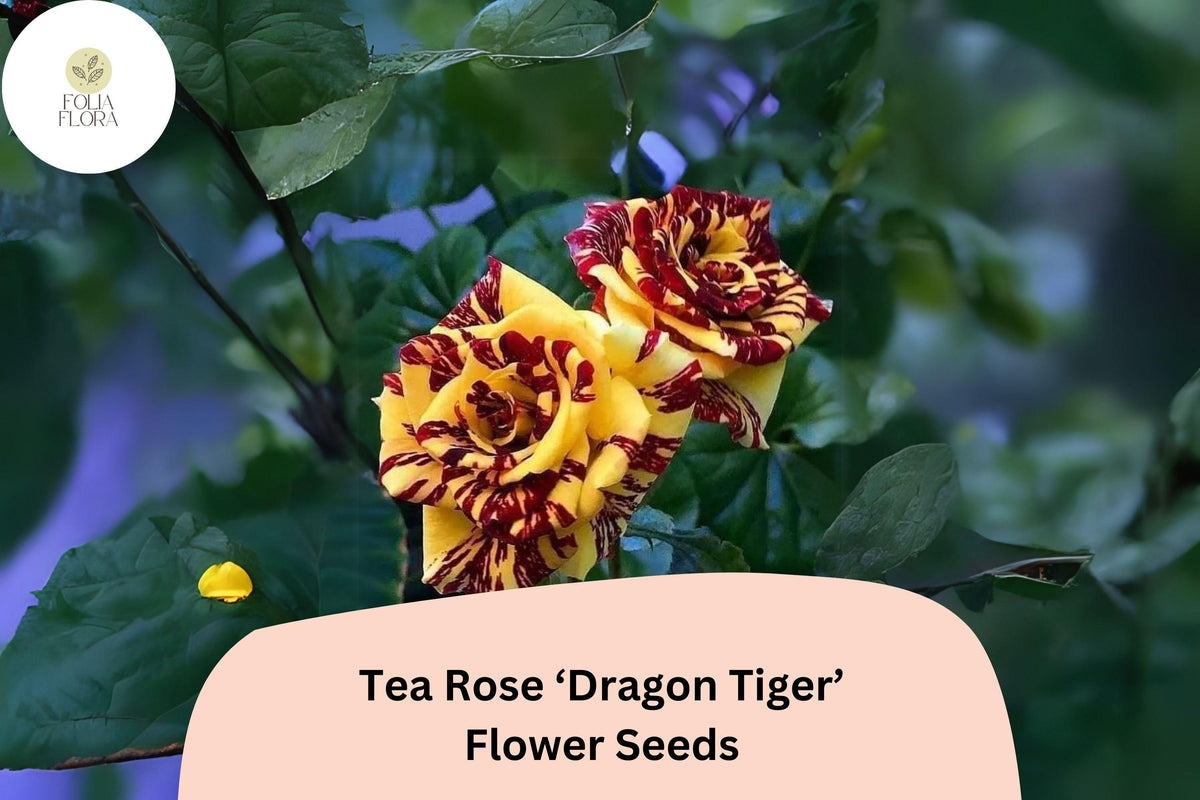 20 Dragon Tiger Tea Rose Seeds - Rare Striped Rose Variety