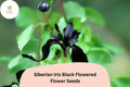 30 Siberian Iris Seeds – Velvety Black Blooms for Elegant Garden Beauty