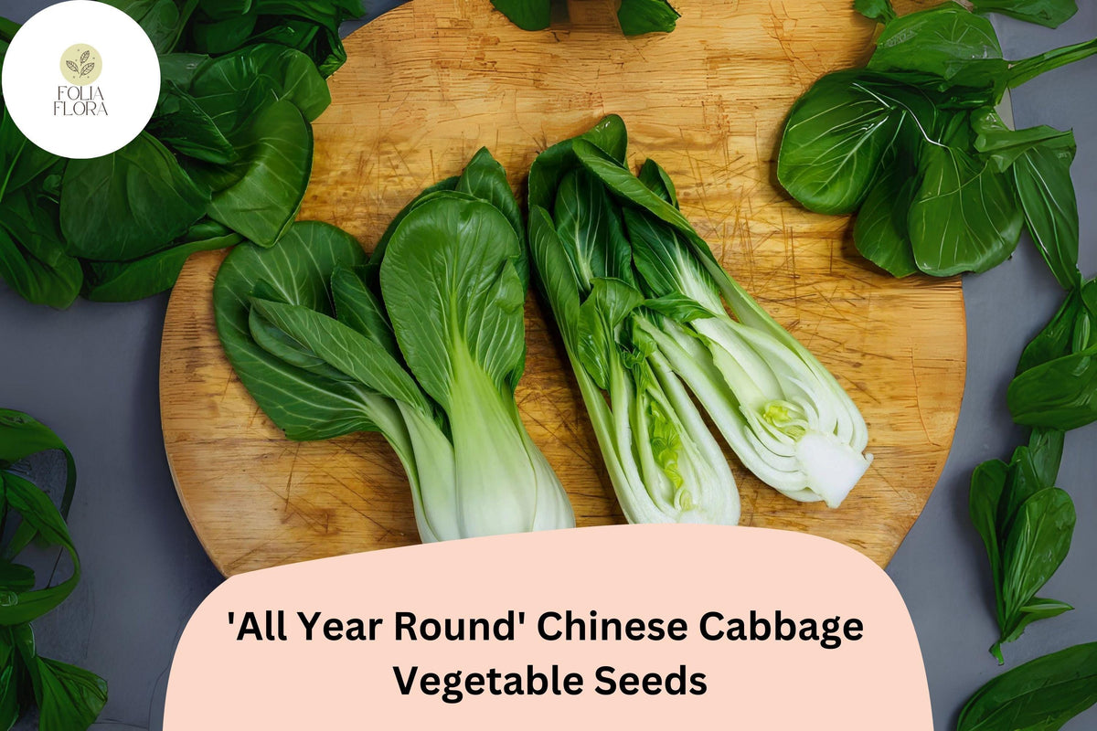 1000 All Year Round Chinese Cabbage Seeds – Crisp Mild Flavor, Continuous Harvest