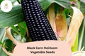 Black Corn Heirloom Seeds – 50 Deep Purple Kernels for Home Gardens