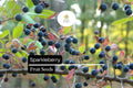 Sparkleberry Seeds 25 - Vaccinium arboreum Farkleberry Huckleberry Native Berry Plant