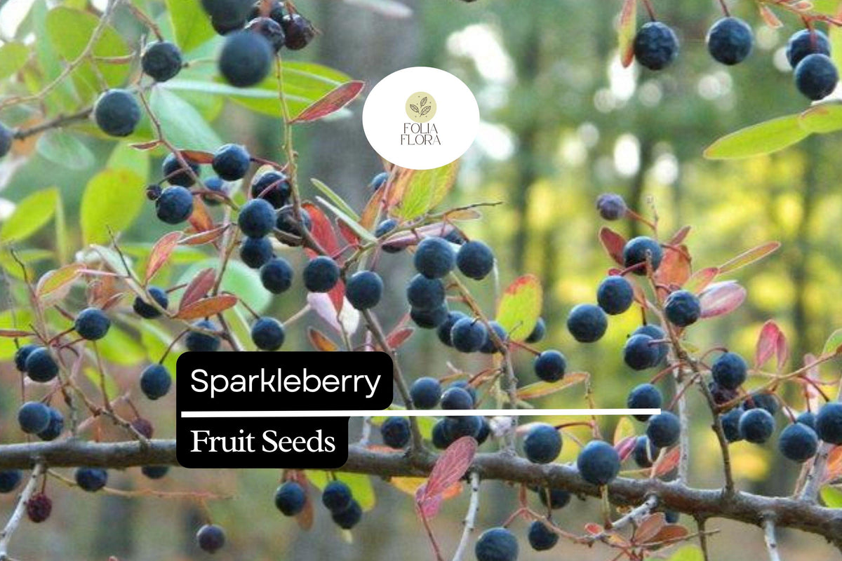 Sparkleberry Seeds 25 | Vaccinium arboreum | Farkleberry Huckleberry | Rare Native Berry Plant