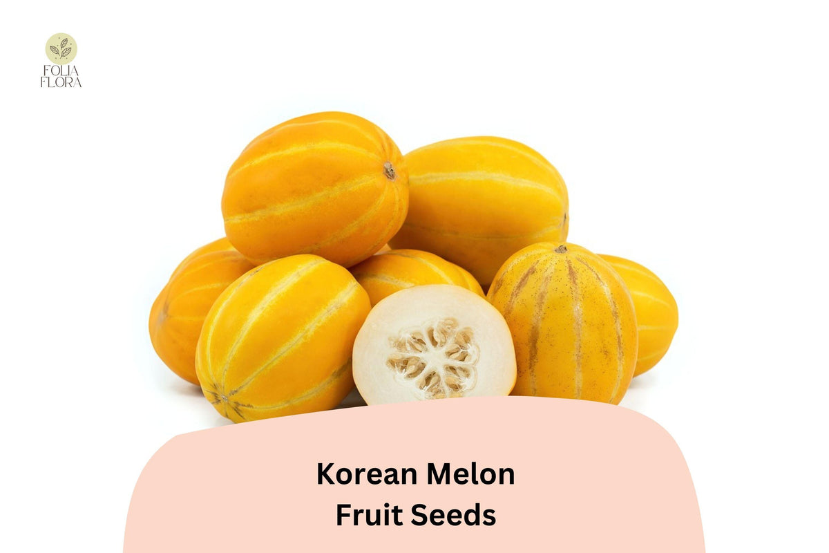 Korean Melon Seeds – 120 Sweet Heirloom Asian Fruit Seeds for Home Garden