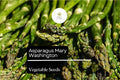 Mary Washington Asparagus Seeds – 50 Heirloom Perennial Vegetable Seeds