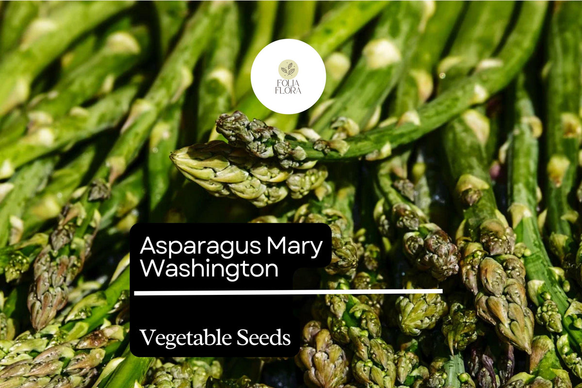 Mary Washington Asparagus Seeds – 50 Heirloom Perennial Vegetable Seeds
