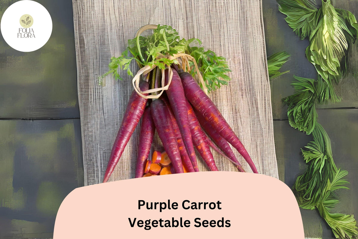 1000 Purple Carrot Seeds – Heirloom Non-GMO Vegetable Seeds for Planting