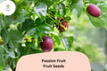 50 Passion Fruit Seeds – Tropical Vine with Edible Fruit