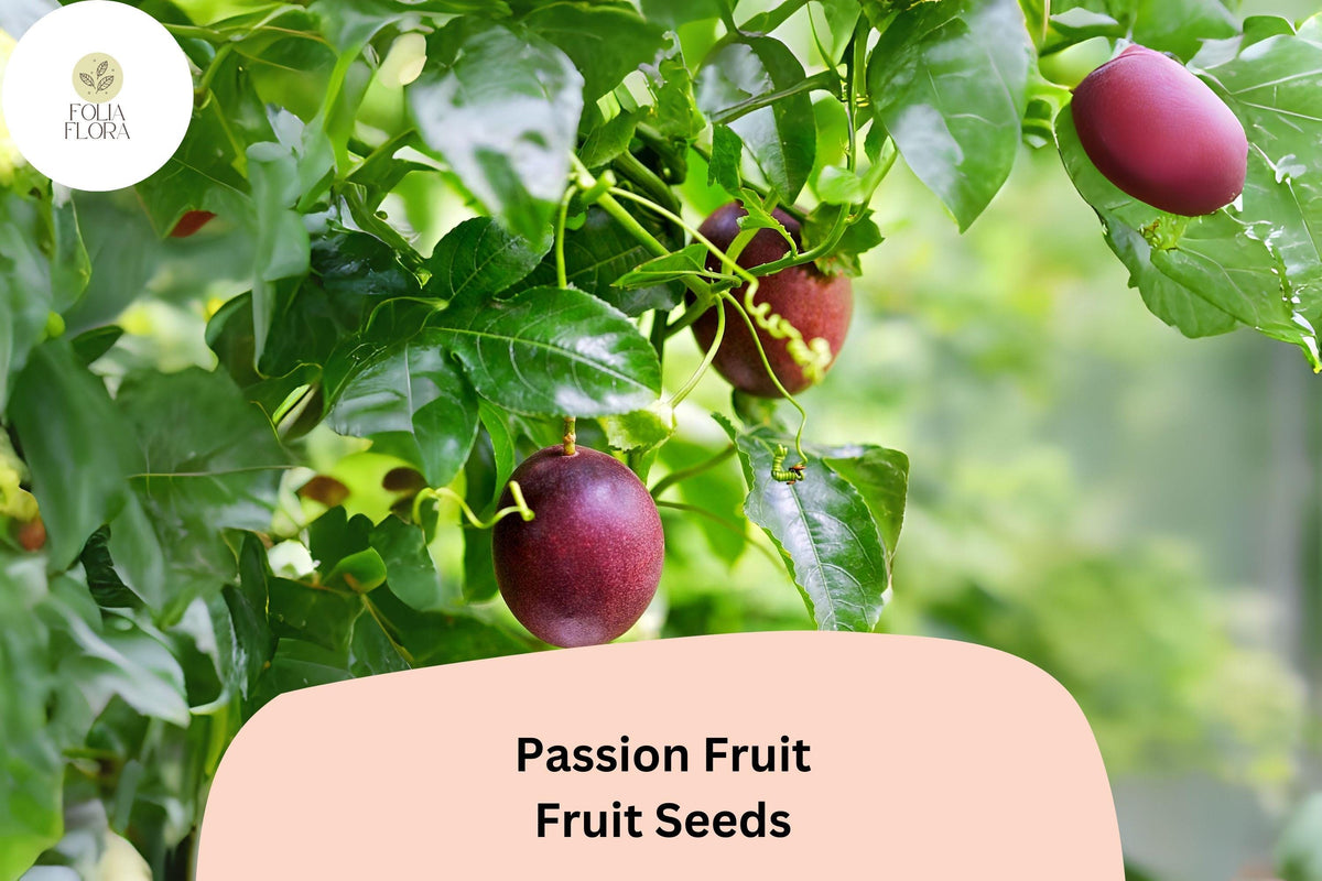 50 Passion Fruit Seeds – Tropical Vine with Edible Fruit